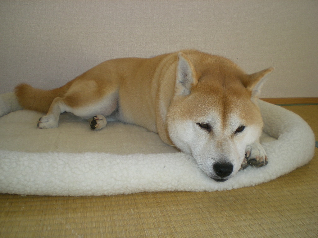 2010年4月27日(火)ワンニャン女子のすることは?_f0060461_14155571.jpg