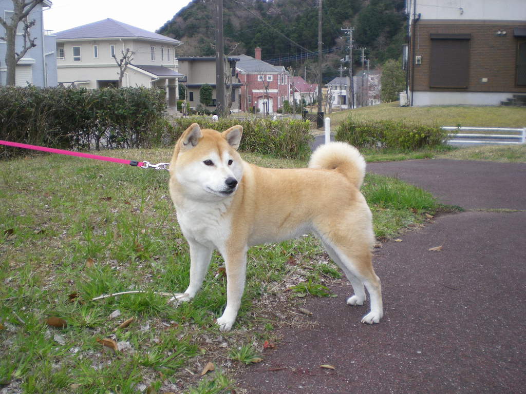 2010年4月27日(火)ワンニャン女子のすることは?_f0060461_14185611.jpg