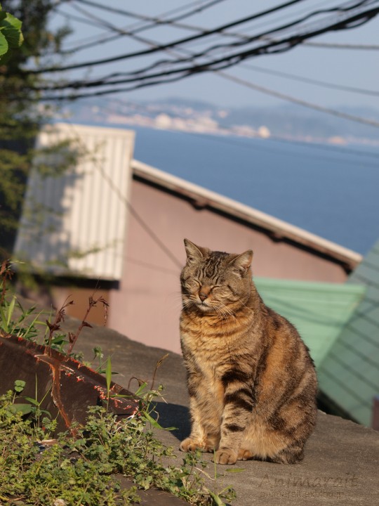 日本の猫風景_a0160063_20524112.jpg