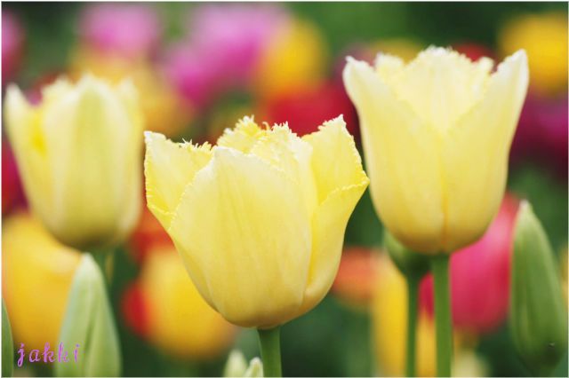 チューリップ_d0157066_21251169.jpg