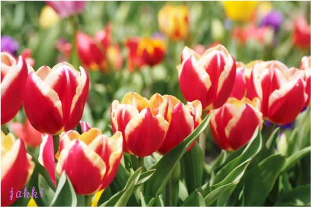 チューリップ_d0157066_2134659.jpg