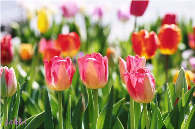 チューリップ_d0157066_21354087.jpg