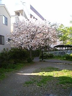 散歩の時一本の桜_d0126473_1575355.jpg
