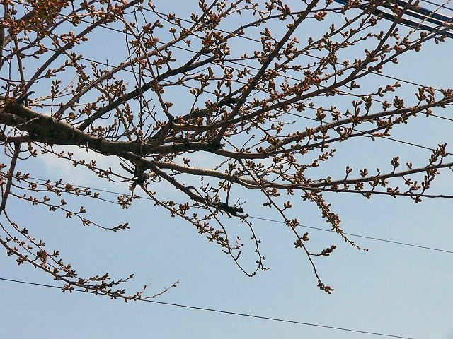 サクラサク_f0186373_13442488.jpg