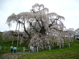 三春の桜めぐり。_c0051376_2316029.jpg