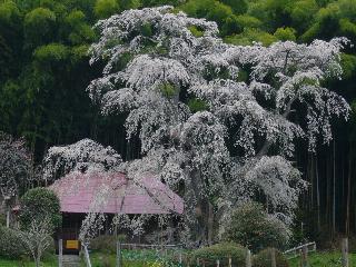 三春の桜めぐり。_c0051376_23193295.jpg