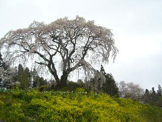 三春の桜めぐり。_c0051376_2323113.jpg