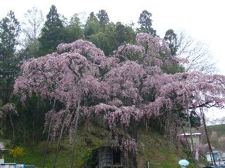 三春の桜めぐり。_c0051376_23251097.jpg