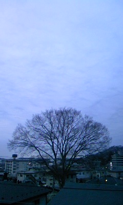 cloudy #zelkova #keyaki in #ichinoseki #iwate #japan #ohayo #goodmorning_a0005484_10452274.jpg