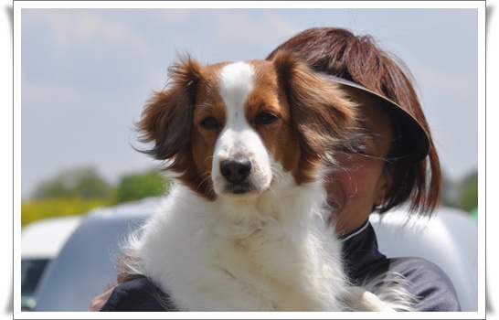 犬まみれの競技会二日間♪_c0075585_7413140.jpg