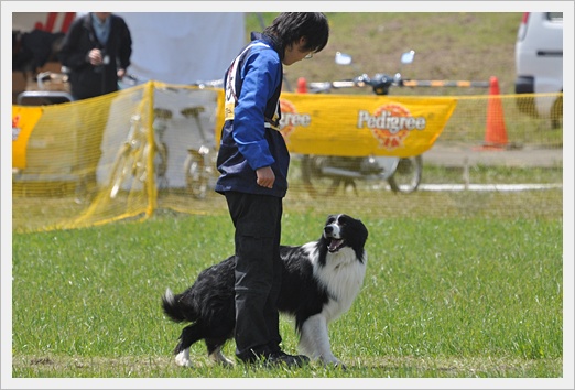 犬まみれの競技会二日間♪_c0075585_745108.jpg