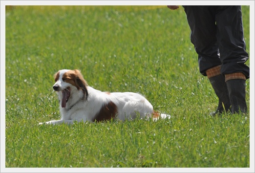 犬まみれの競技会二日間♪_c0075585_7574367.jpg