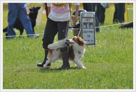 犬まみれの競技会二日間♪_c0075585_7591975.jpg