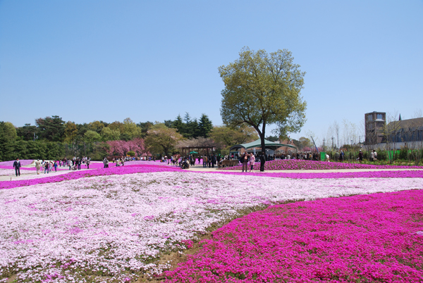 群馬の芝桜_a0032888_1923353.jpg