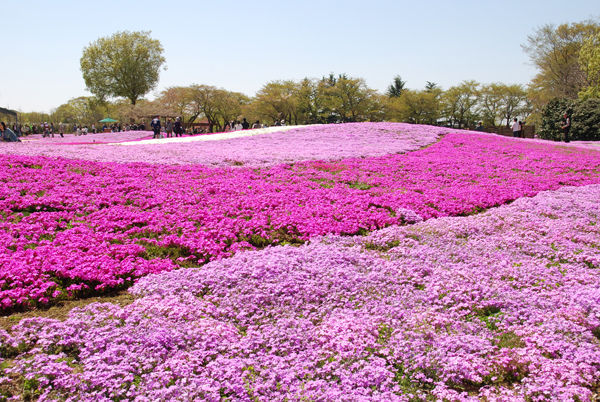 群馬の芝桜_a0032888_19235691.jpg