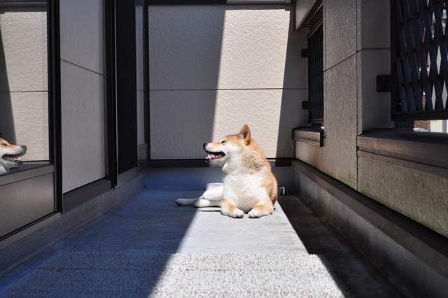 ベランダで日向ぼっこ_a0126590_2155291.jpg