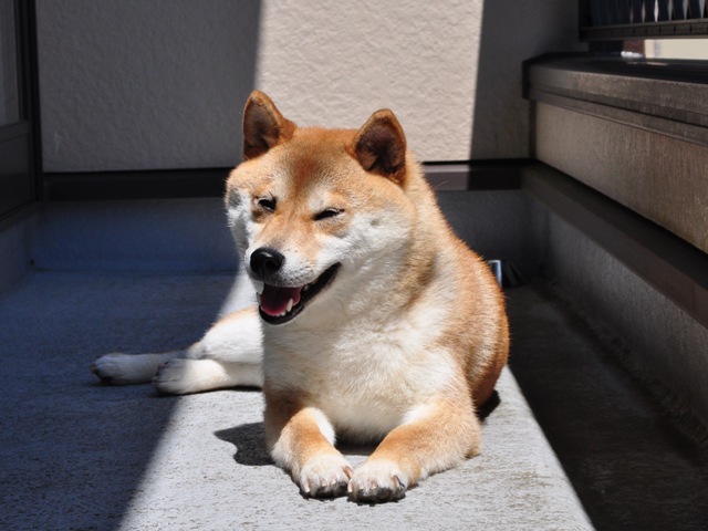 ベランダで日向ぼっこ_a0126590_21555026.jpg