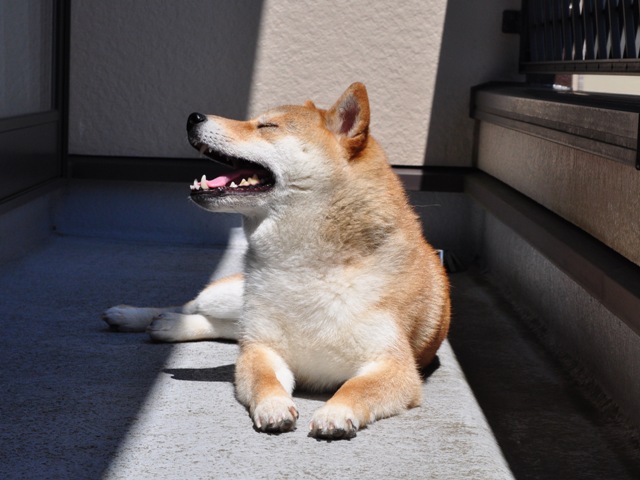 ベランダで日向ぼっこ_a0126590_21561025.jpg