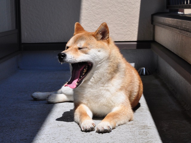 ベランダで日向ぼっこ_a0126590_2156393.jpg