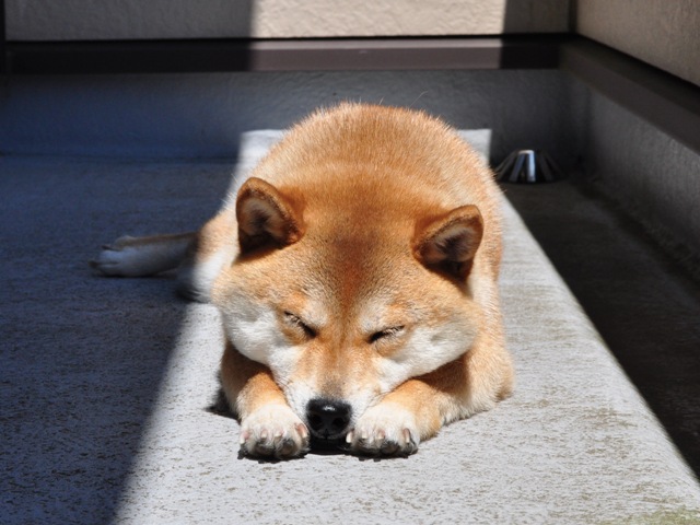 ベランダで日向ぼっこ_a0126590_21564187.jpg