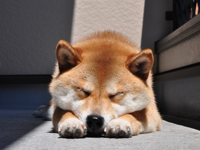 ベランダで日向ぼっこ_a0126590_21565725.jpg