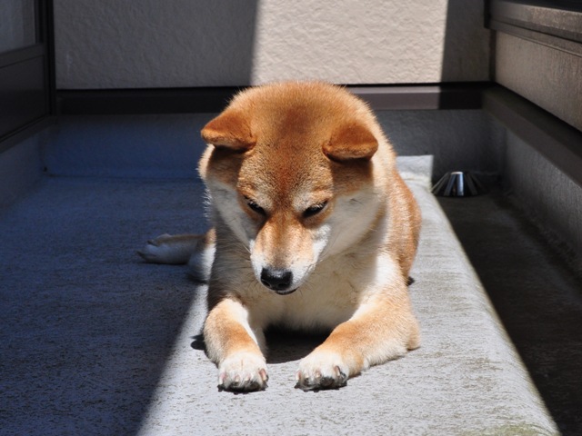 ベランダで日向ぼっこ_a0126590_21571221.jpg