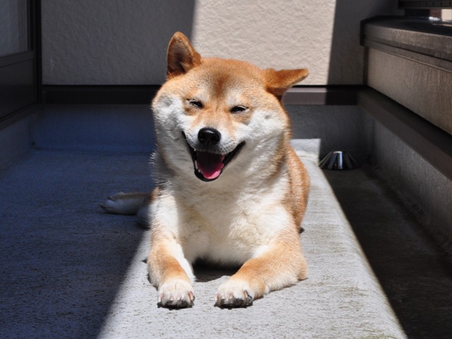ベランダで日向ぼっこ_a0126590_21575898.jpg