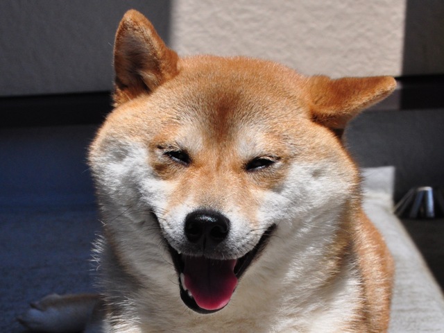 ベランダで日向ぼっこ_a0126590_215812100.jpg