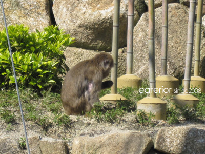 『うちの\"庭\"』 東山動植物園vol.25_b0142197_11431158.jpg