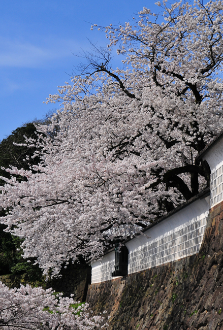 城址の桜_b0158403_22572478.jpg