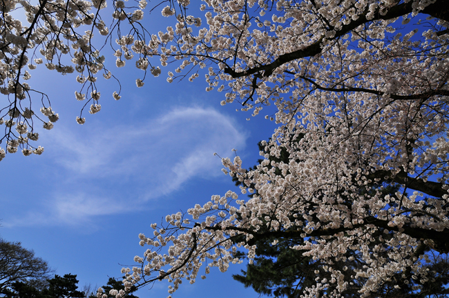 桜と青空_b0158403_2330448.jpg