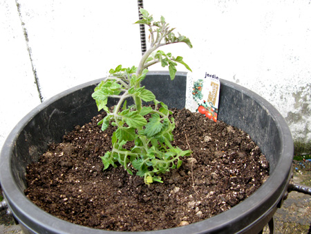 e0065906_1815470.jpg