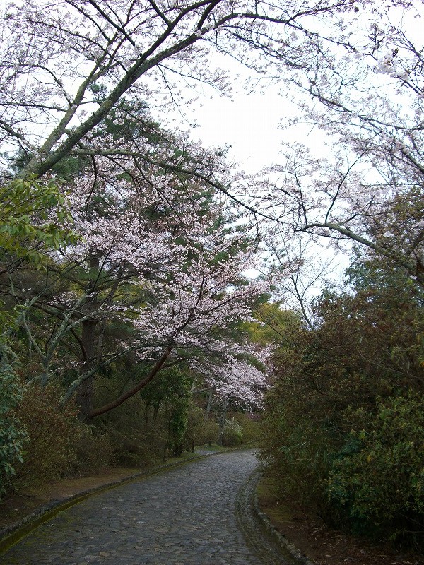 嵯峨嵐山天龍寺_d0116009_12443782.jpg