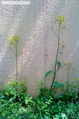 f0079110_21543913.jpg