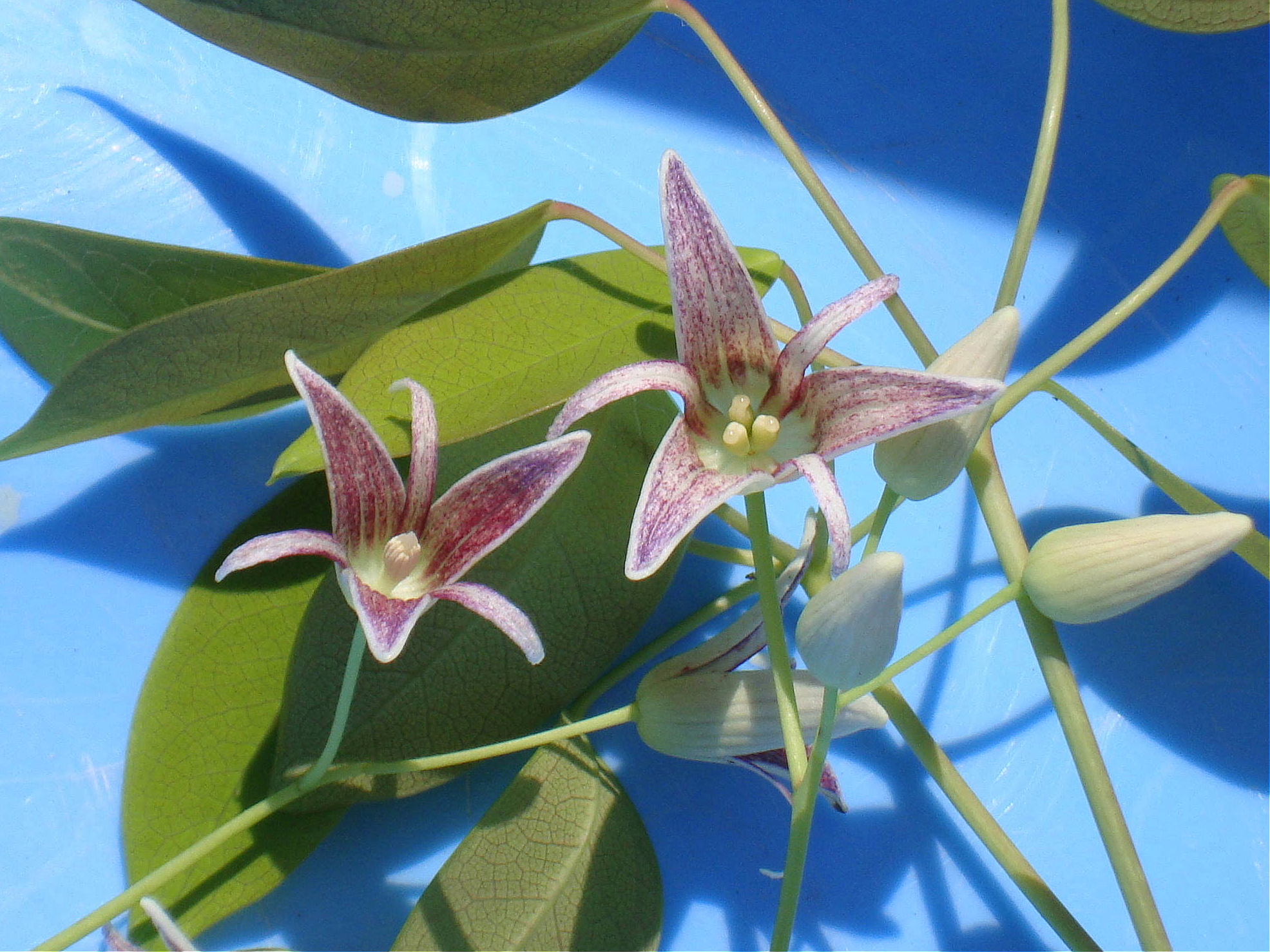 郁子 ムベ の花 椿壽菴だより