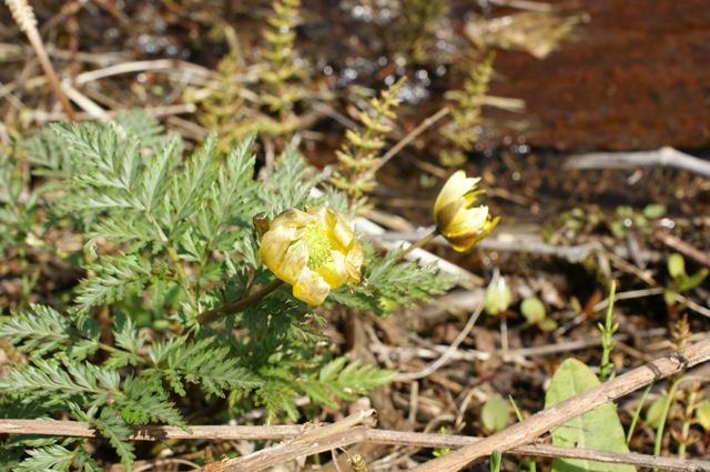 e0139617_1716358.jpg