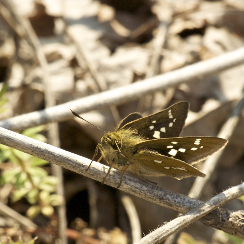 ミヤマチャバネセセリ　　20100425_f0160222_19303254.jpg