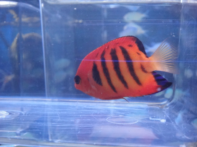 海水魚・サンゴ_f0189122_1331219.jpg