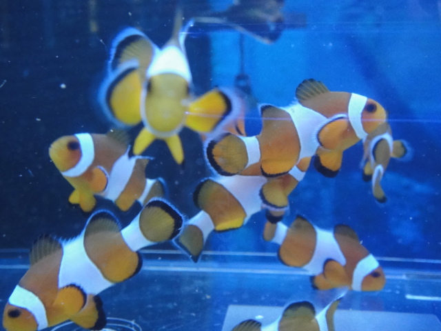 海水魚・サンゴ_f0189122_13321133.jpg