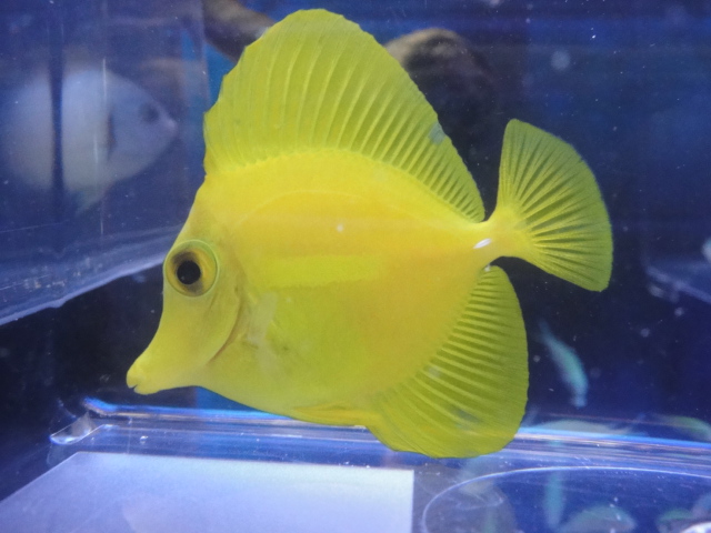 海水魚・サンゴ_f0189122_13332146.jpg