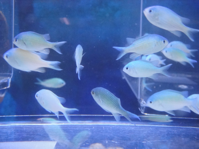 海水魚・サンゴ_f0189122_13342247.jpg