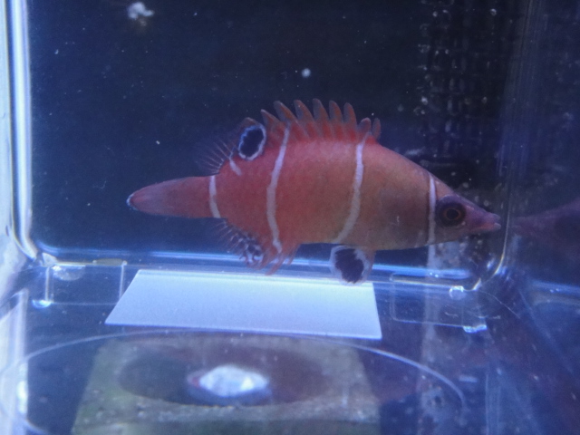海水魚・サンゴ_f0189122_13345075.jpg
