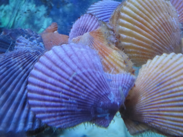 海水魚・サンゴ_f0189122_13351137.jpg