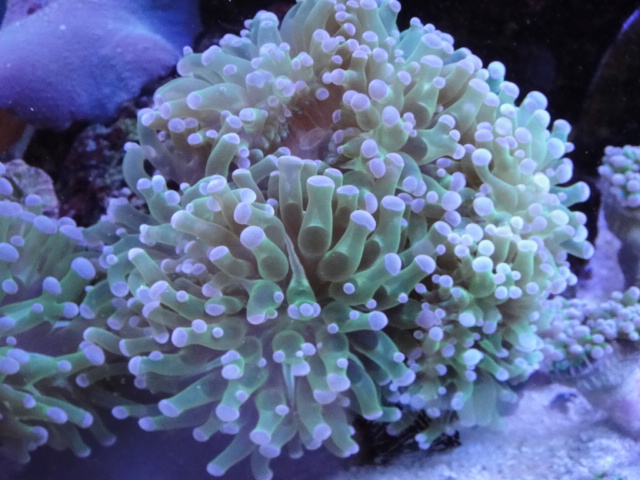 海水魚・サンゴ_f0189122_13423351.jpg