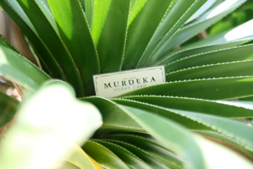 c0215524_0355564.jpg