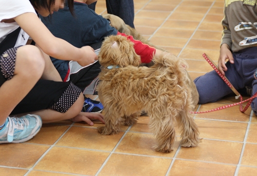 パピーパーティー 2010/April②_e0191026_22203049.jpg