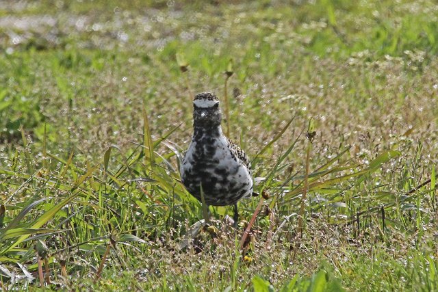 4月27日の鳥見　沈まんばい編　（4/28記）_a0080832_2317473.jpg