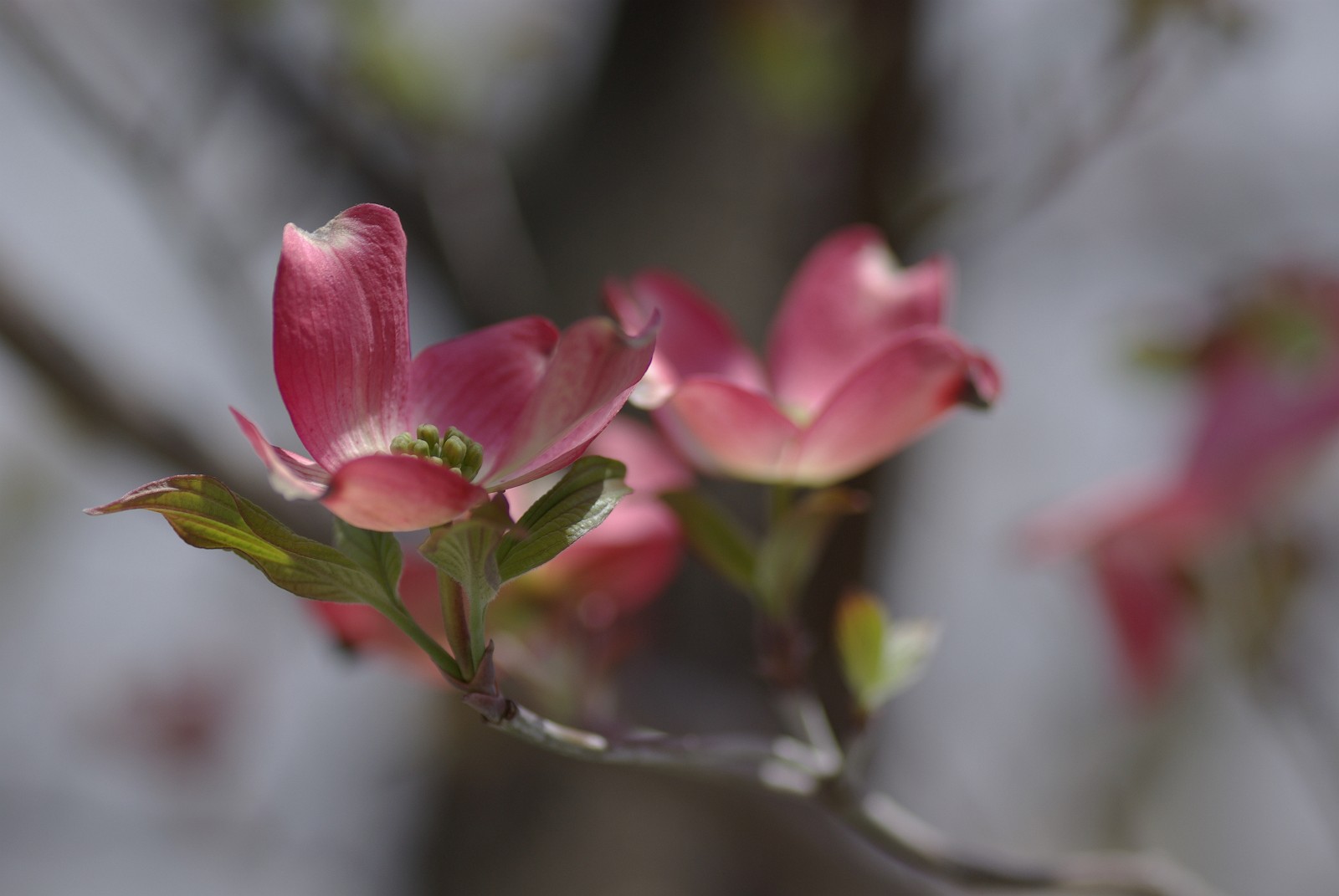 近所の八重桜　１．_a0085537_20374217.jpg