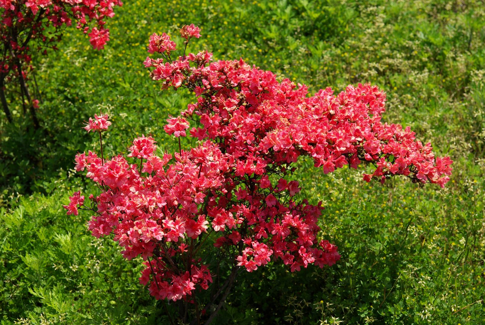 近所の八重桜　１．_a0085537_20391156.jpg