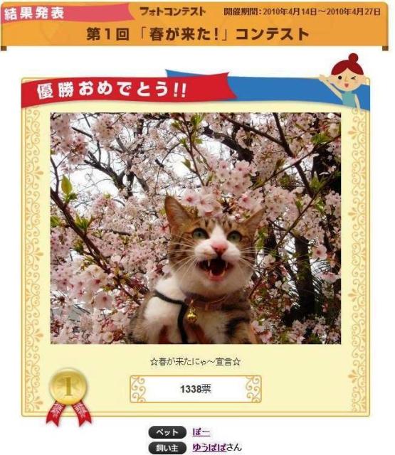 Yahoo!ペット「春が来た」フォトコンテスト優勝猫 ぽー編。_a0143140_15343635.jpg